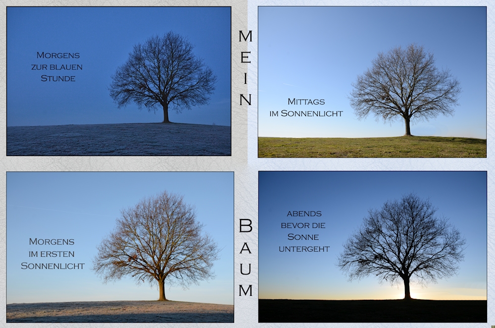 mein Freund der Baum