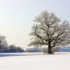 Mein Freund, der Baum