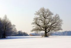 Mein Freund, der Baum