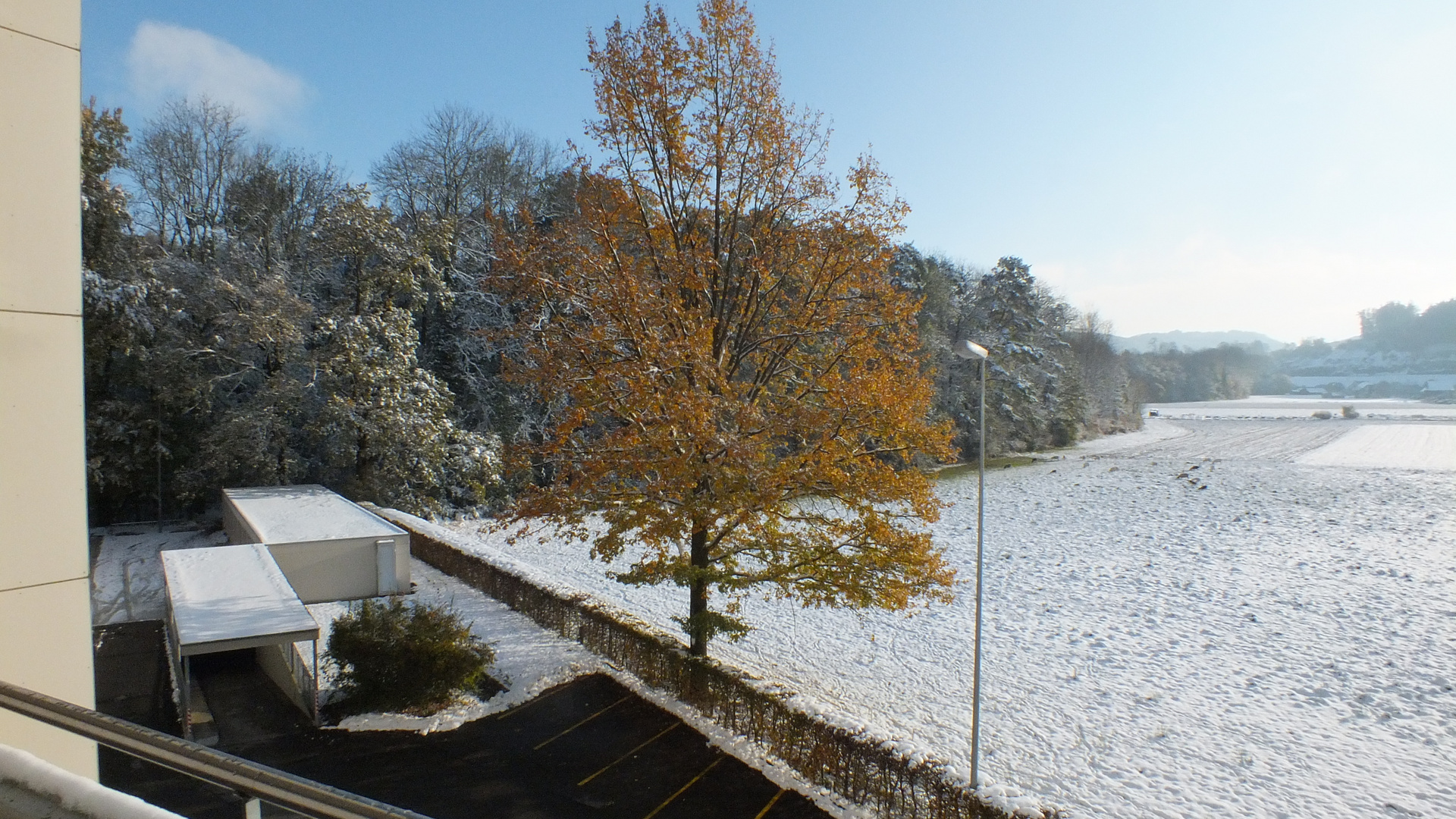 mein Freund, der Baum