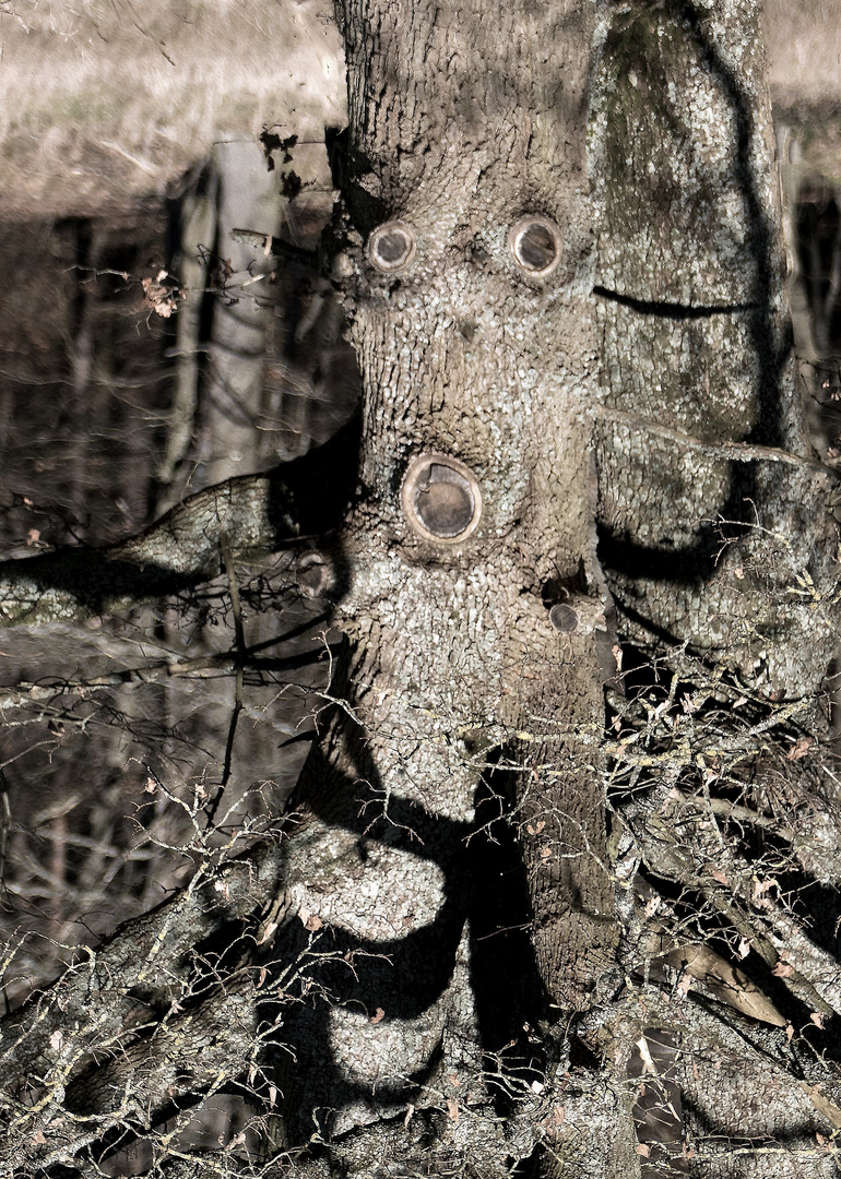 mein Freund der Baum 