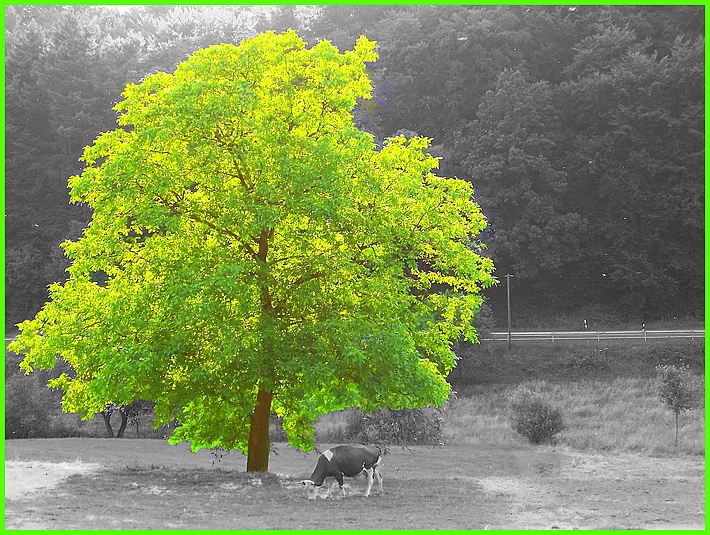 Mein Freund der Baum