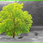 Mein Freund der Baum