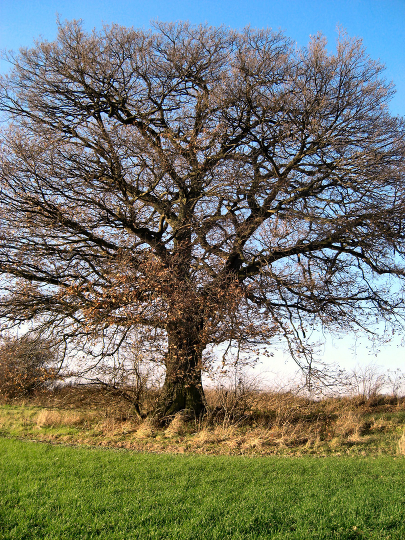 Mein Freund der Baum