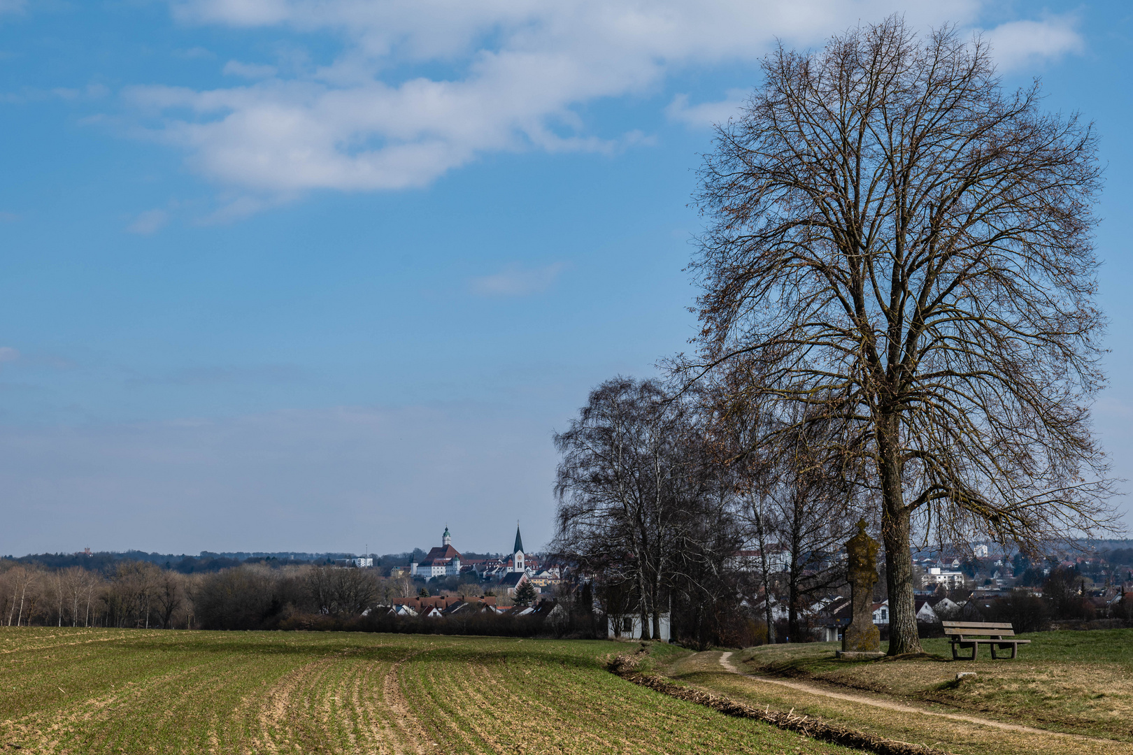 Mein Freund, der Baum