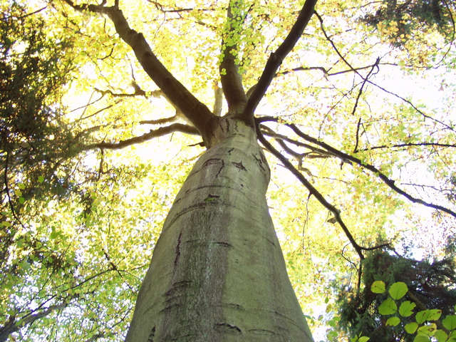 Mein Freund der Baum