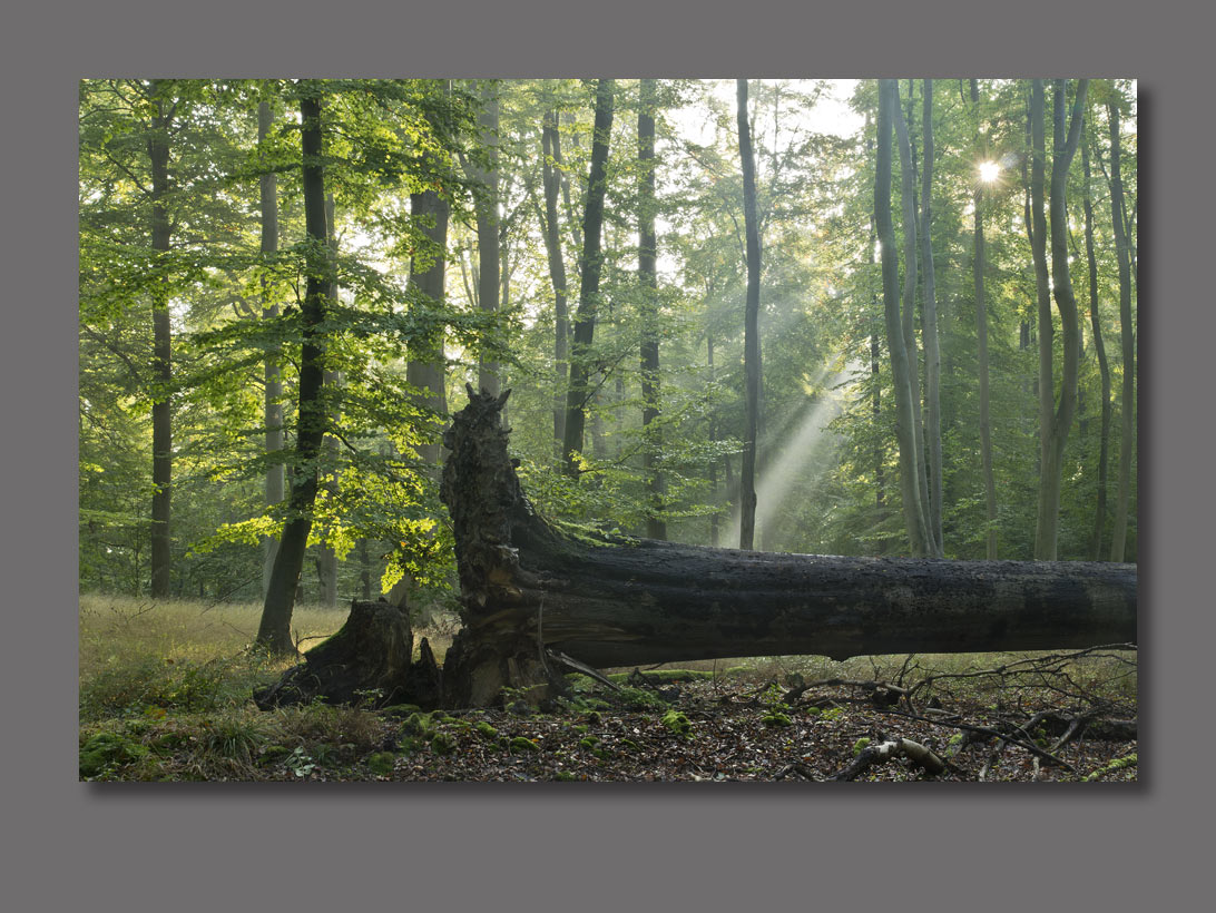 "Mein Freund der Baum..."