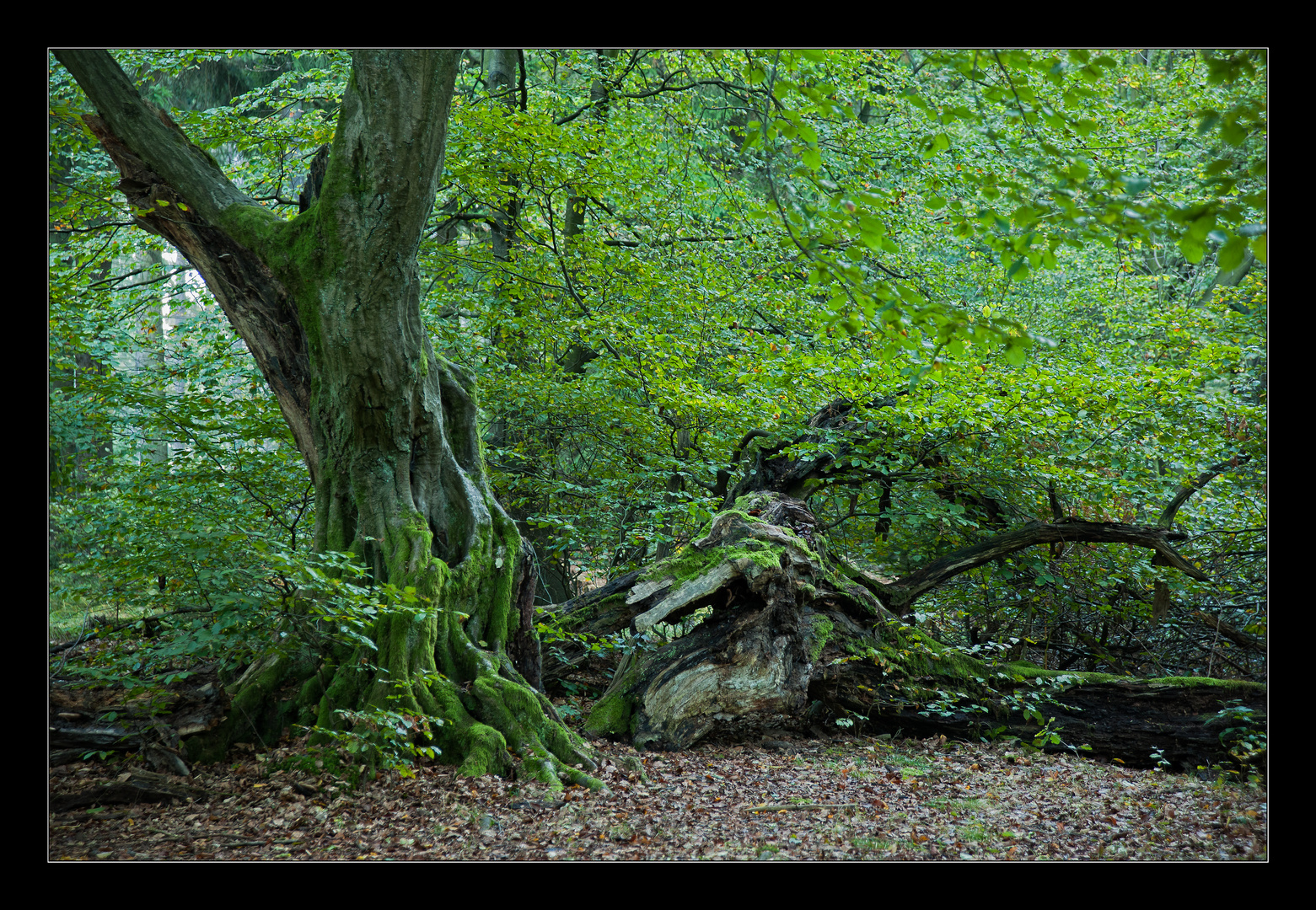 mein Freund der Baum