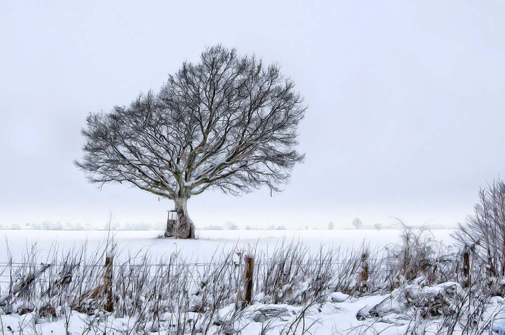 Mein Freund der Baum