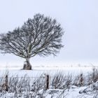 Mein Freund der Baum