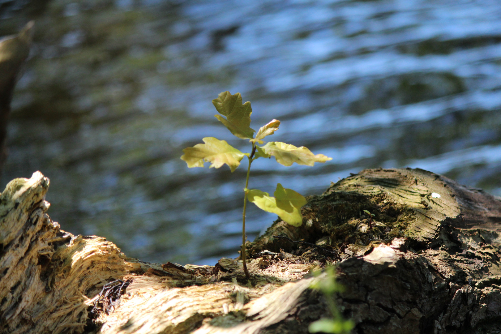 Mein Freund der Baum