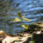 Mein Freund der Baum