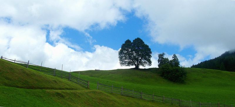 ...mein Freund der Baum....