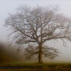 Mein Freund, der Baum...