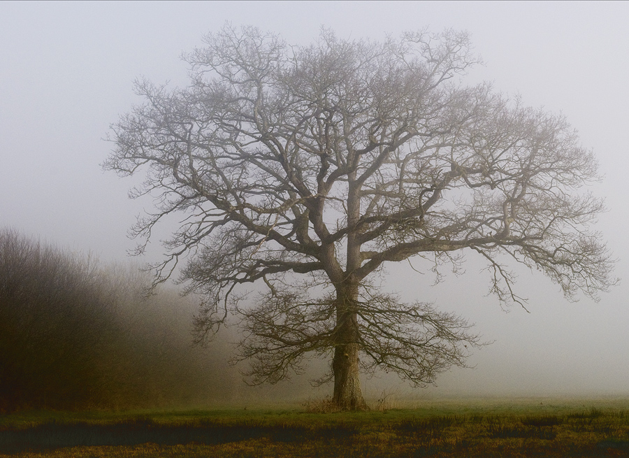 Mein Freund, der Baum...