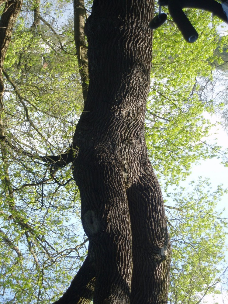 Mein Freund der Baum