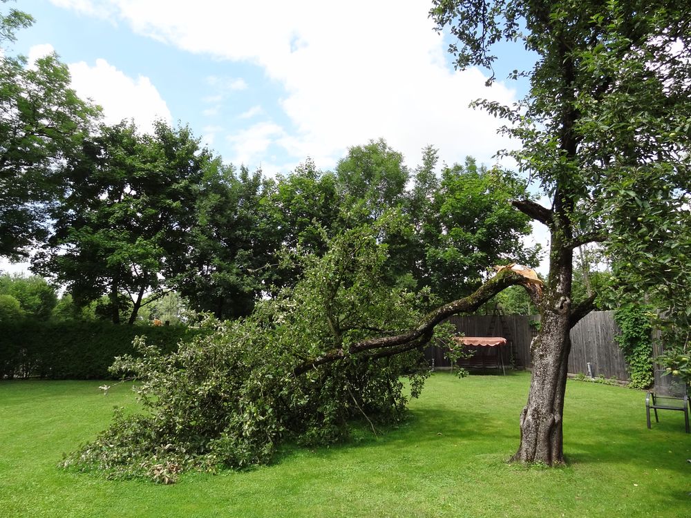 Mein Freund der Baum