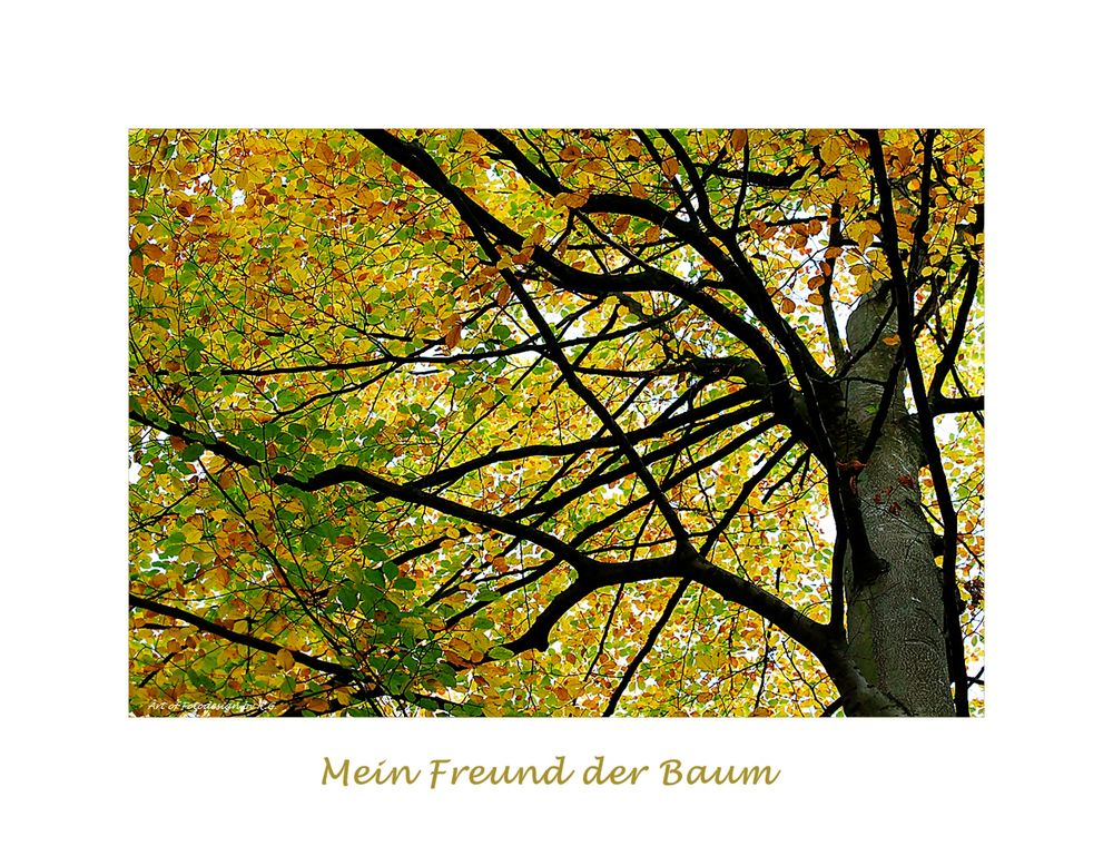 Mein Freund der Baum...