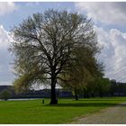 Mein Freund der Baum...