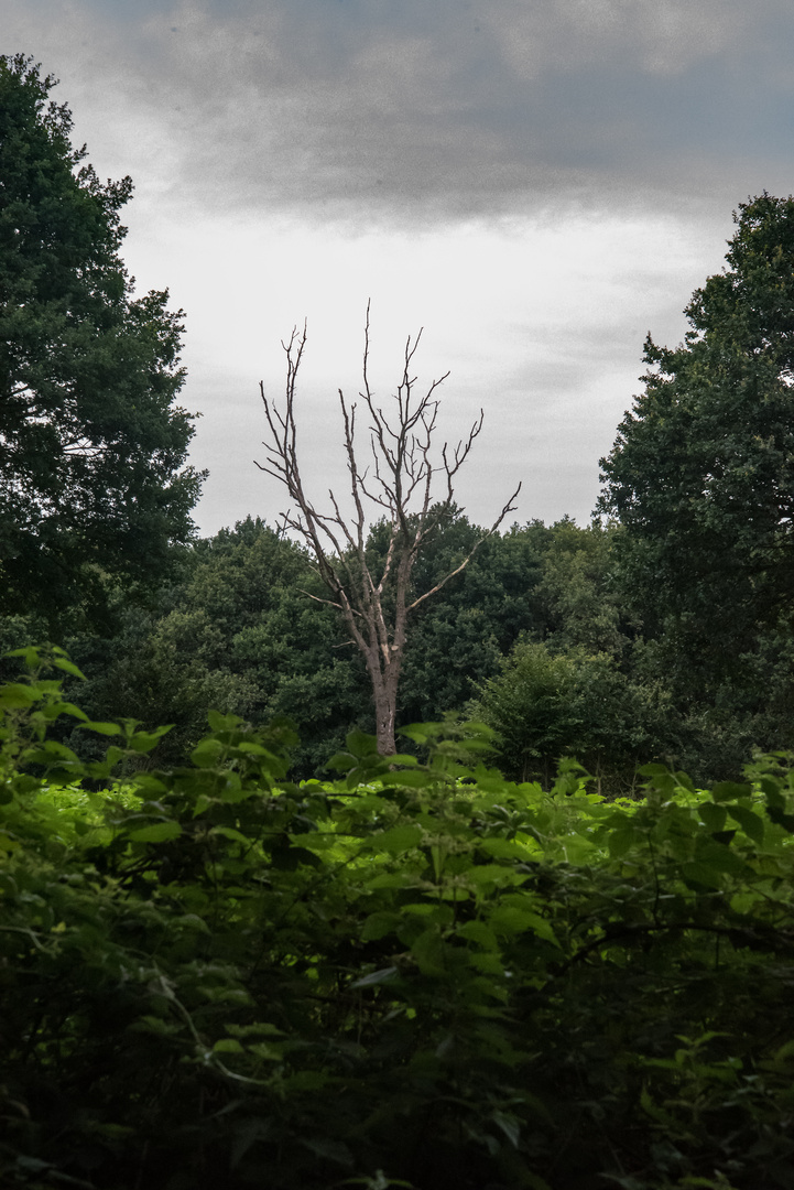 Mein Freund der Baum