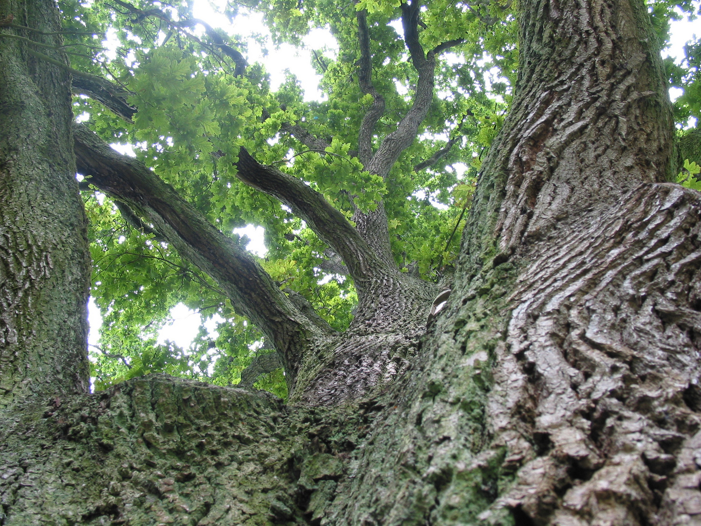 Mein Freund der Baum