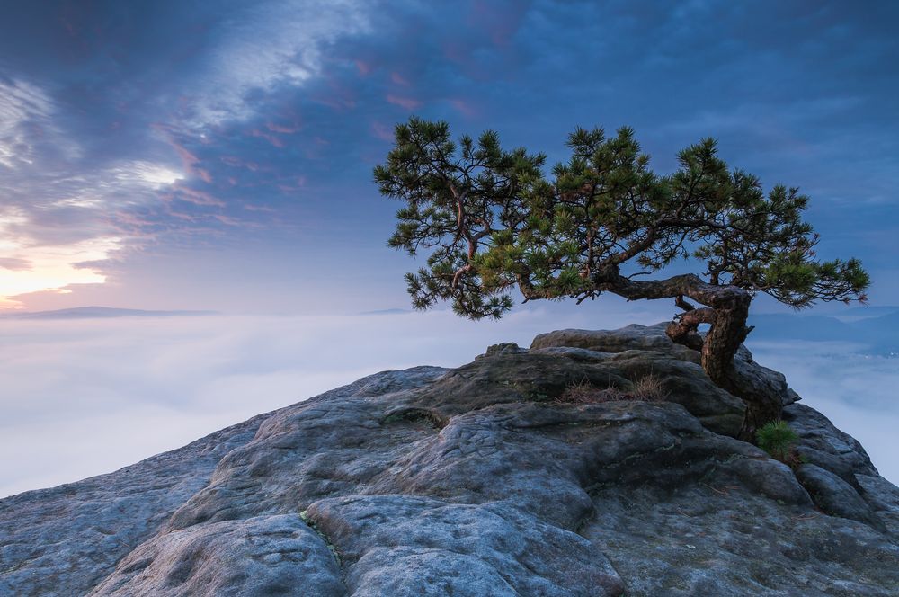 Mein Freund der Baum