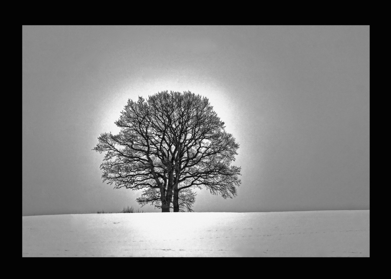 Mein Freund der Baum