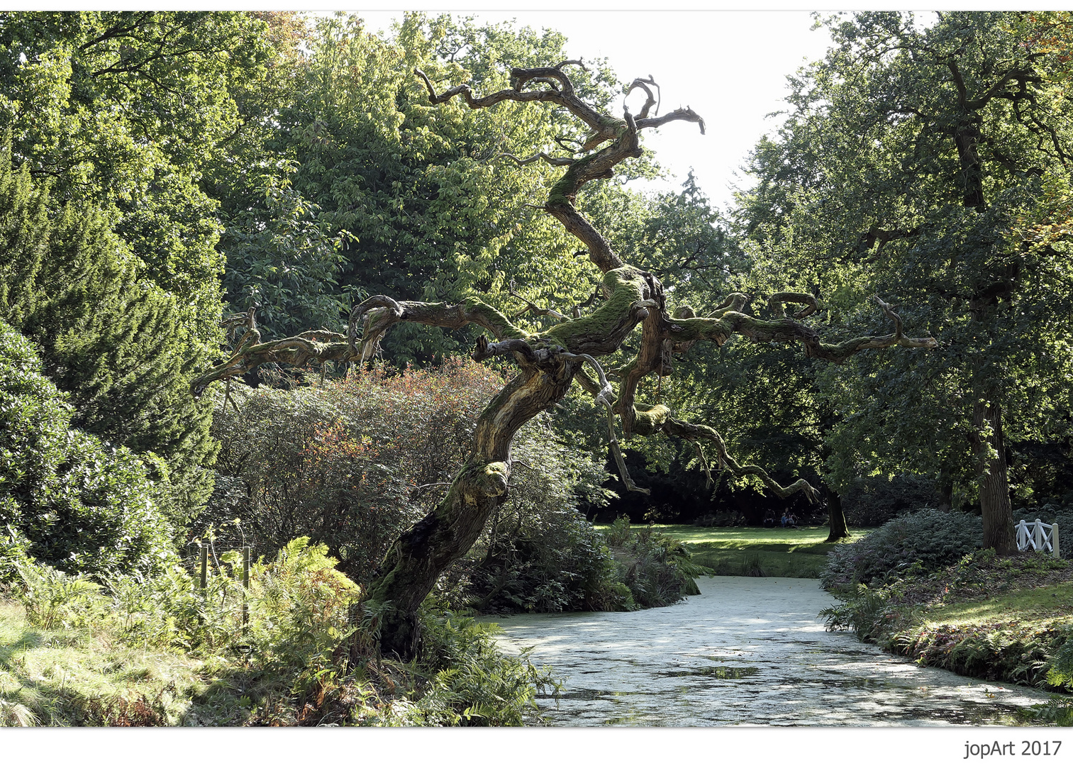 Mein Freund der Baum...