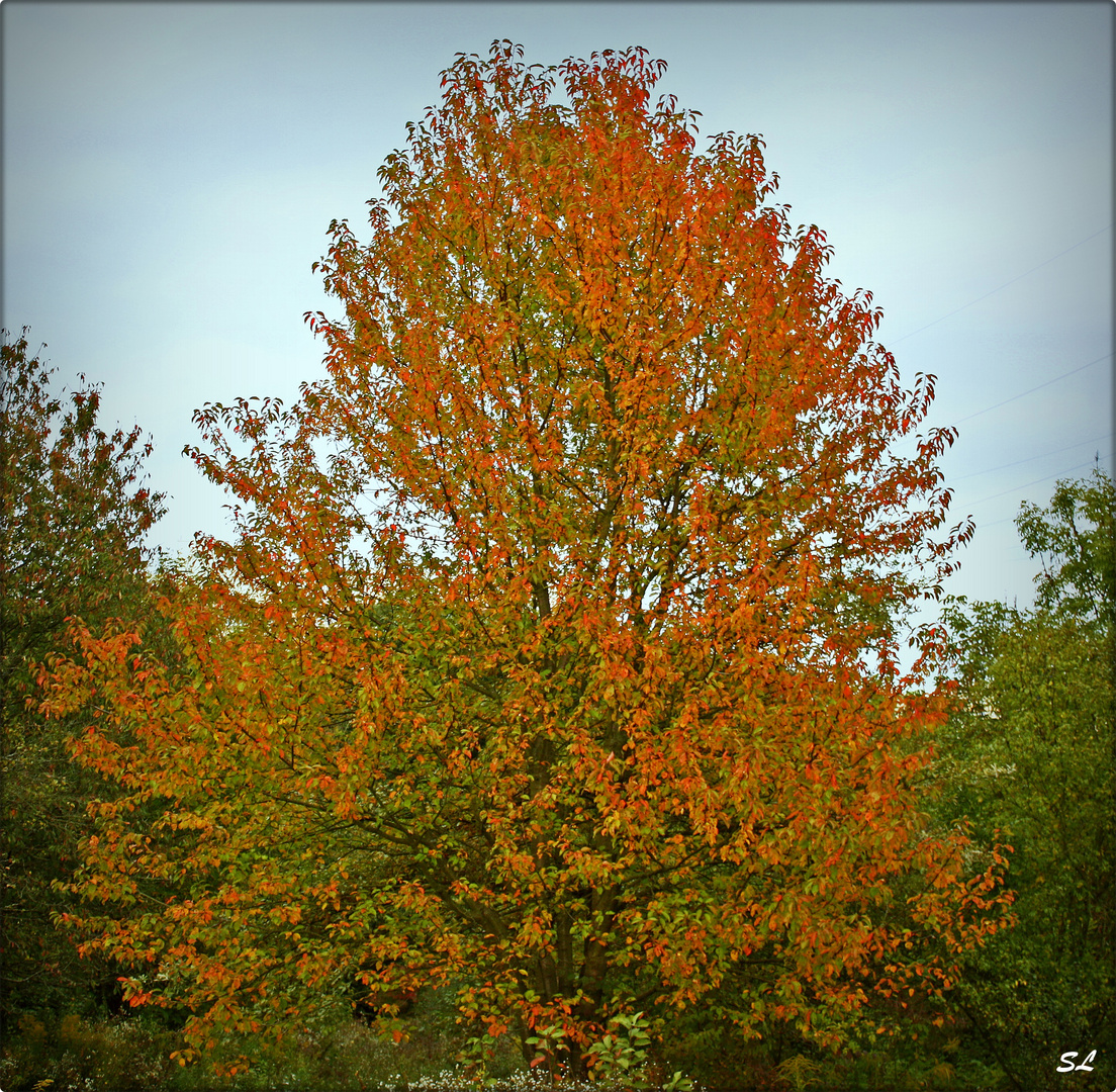 Mein Freund der Baum... :-)