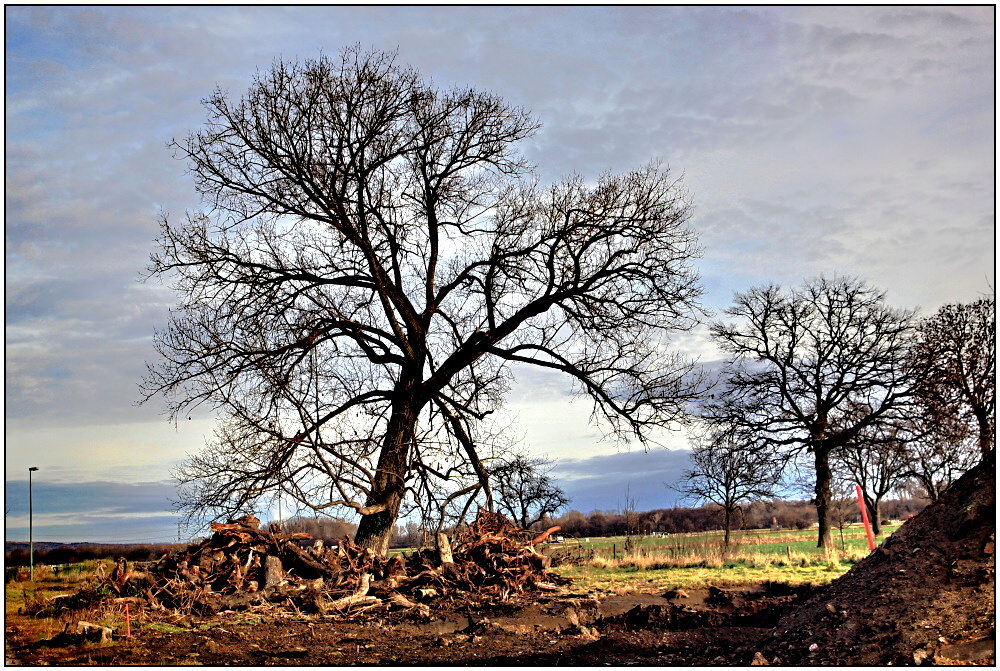 mein Freund der Baum