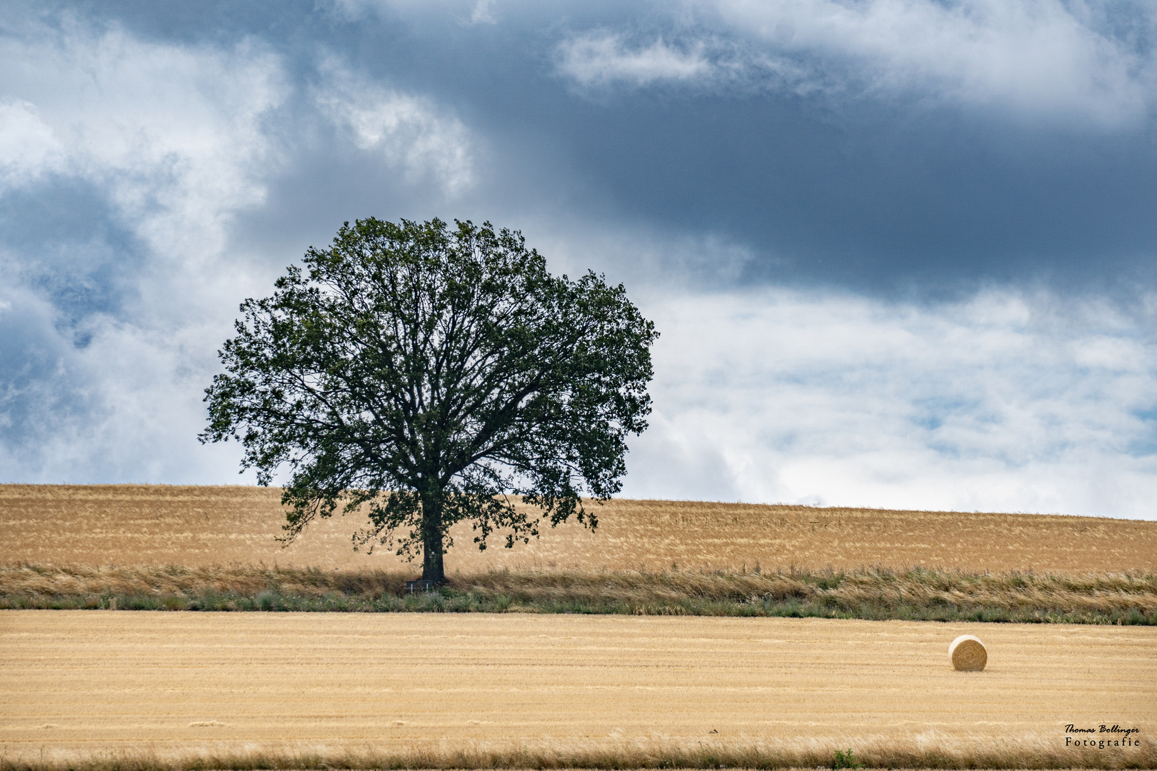 Mein Freund, der Baum.....