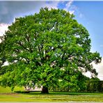 mein Freund, der Baum . . . 