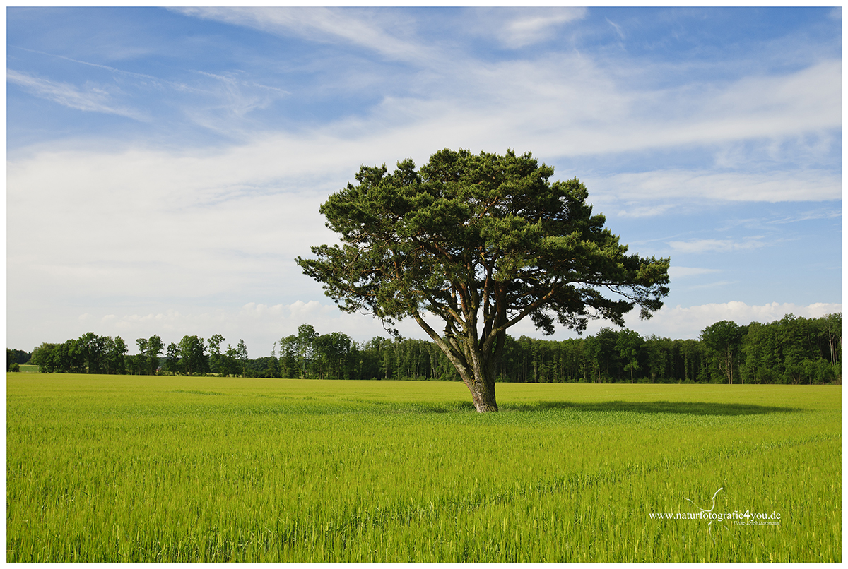 Mein Freund der Baum