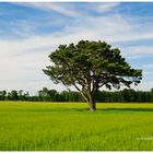 Mein Freund der Baum