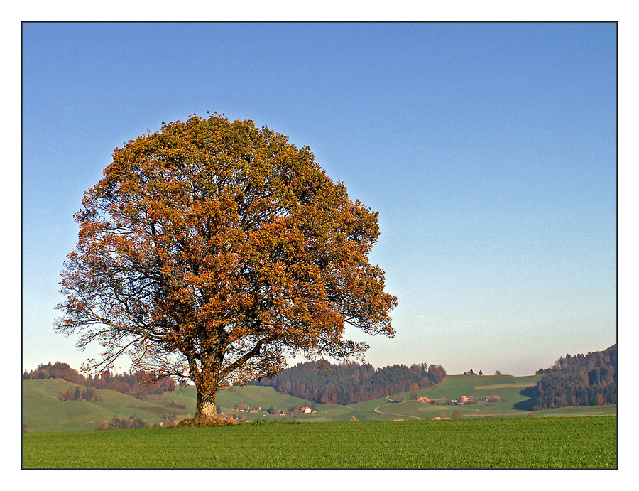 Mein Freund der Baum...