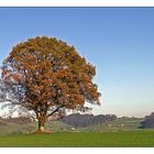 Mein Freund der Baum...