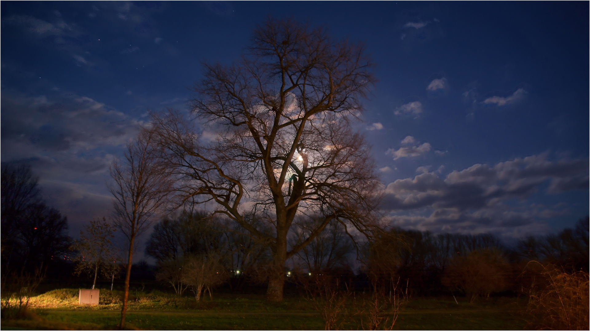 "Mein Freund - der Baum"