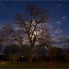 "Mein Freund - der Baum"