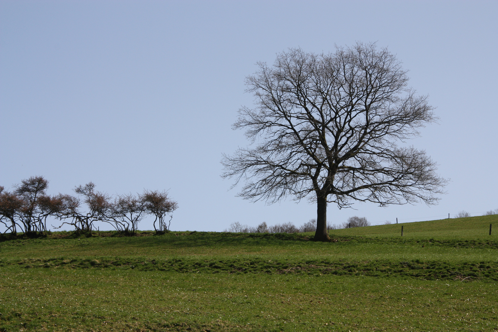 Mein Freund, der Baum