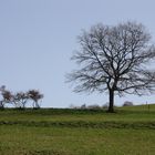 Mein Freund, der Baum