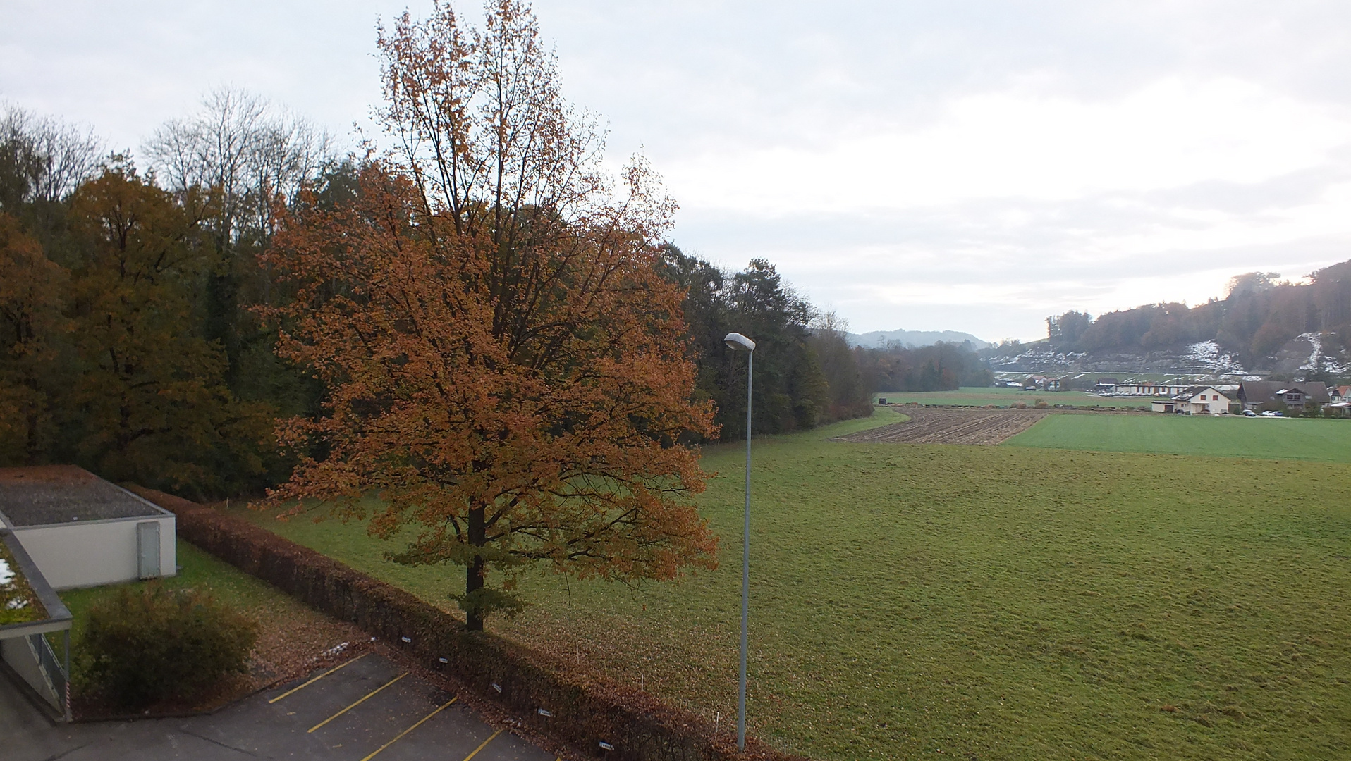 mein Freund der Baum