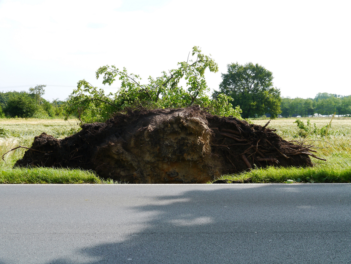 Mein Freund der Baum....