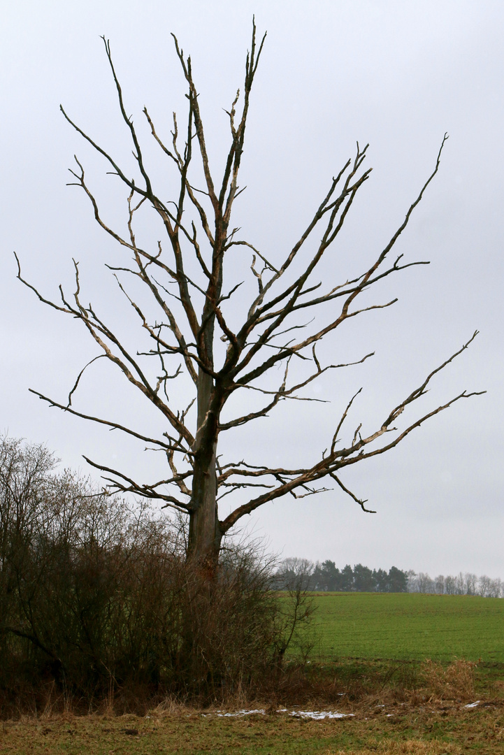 Mein Freund der Baum