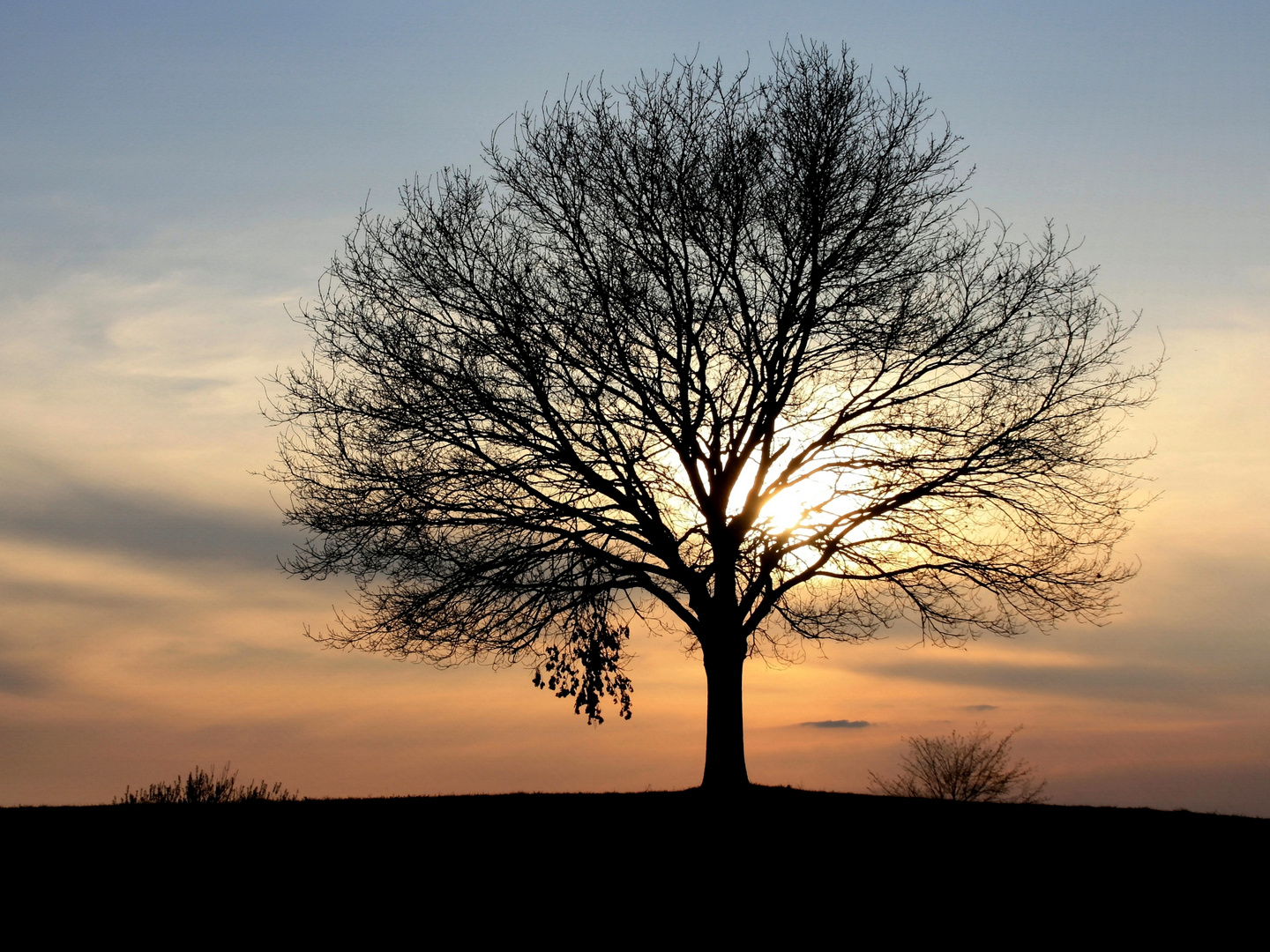 mein Freund der Baum