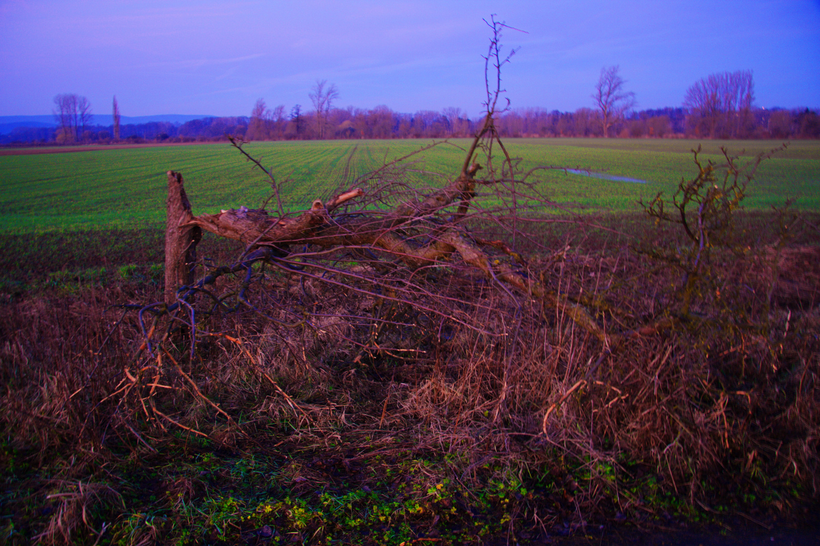 Mein Freund der Baum......