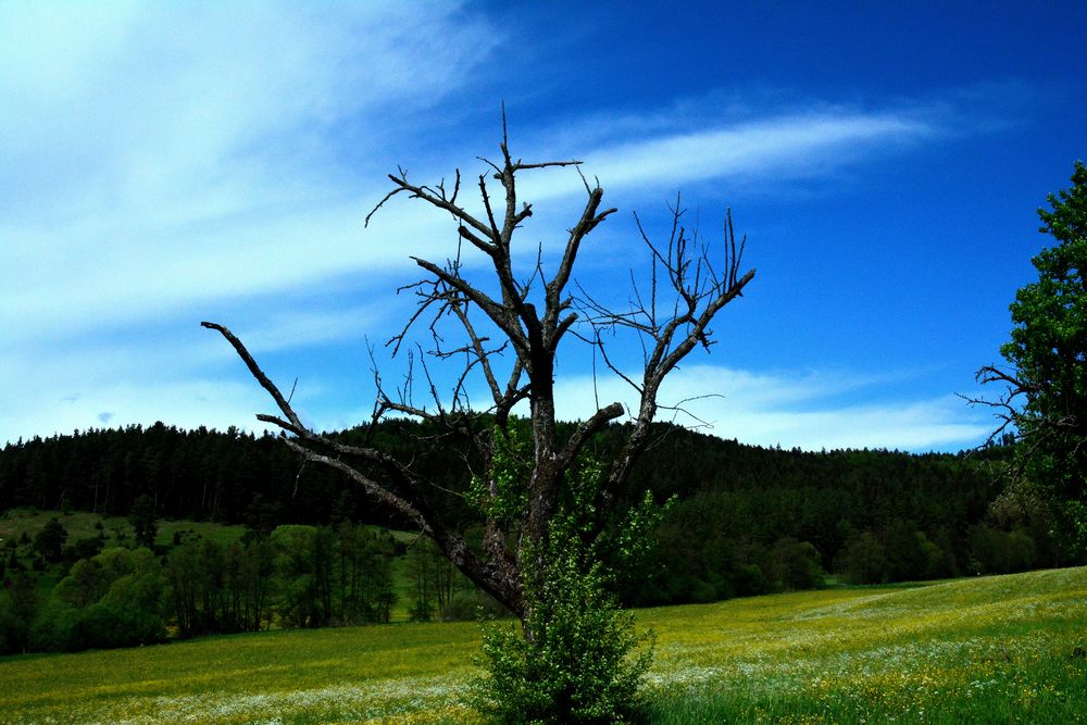 ....mein Freund der Baum