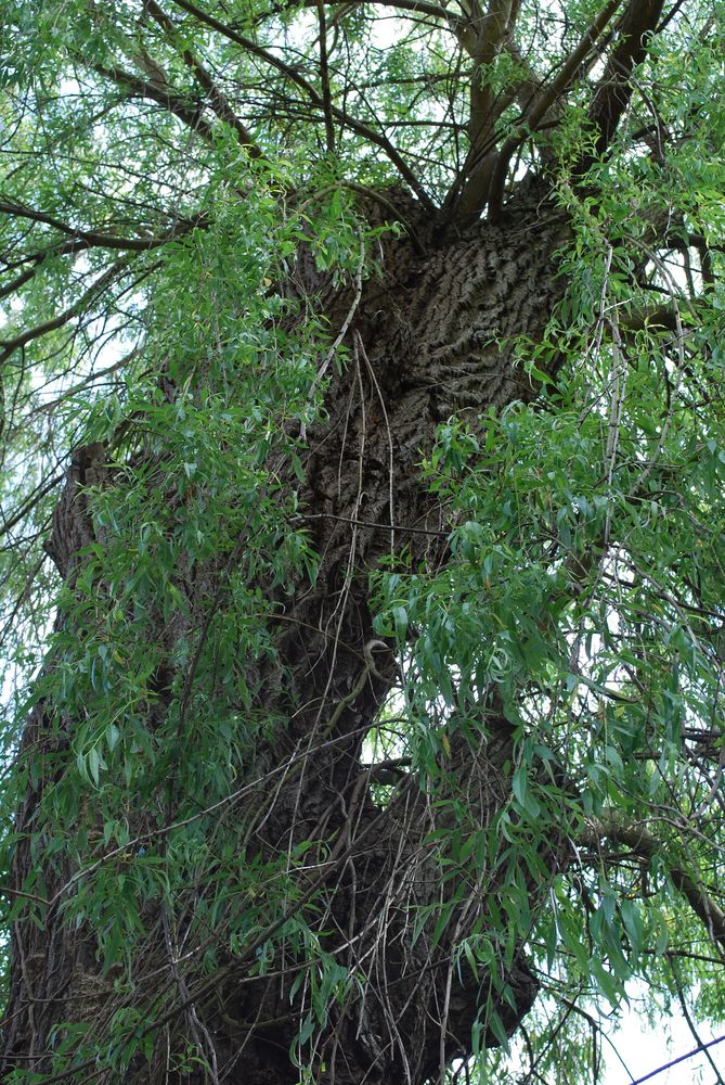 Mein Freund der Baum