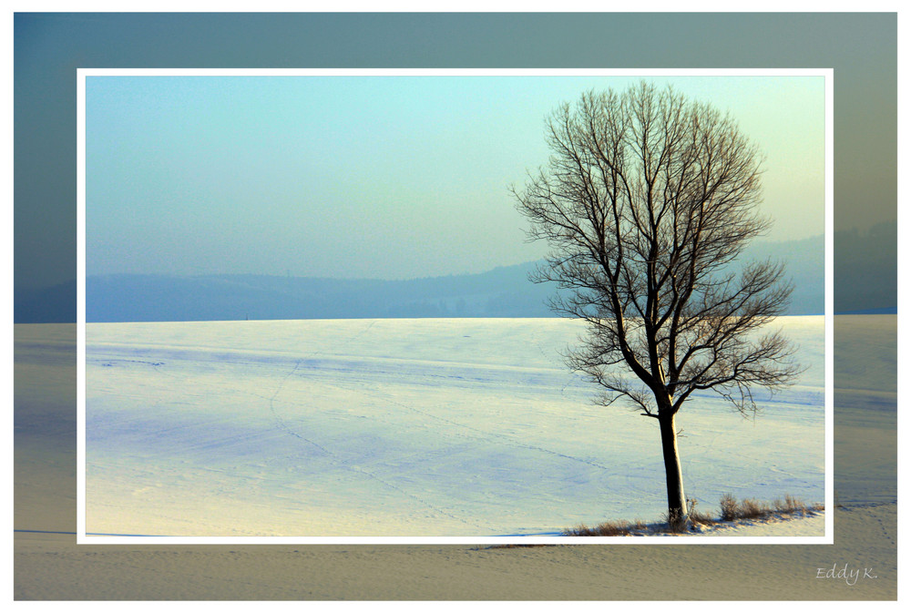 Mein Freund der Baum,...