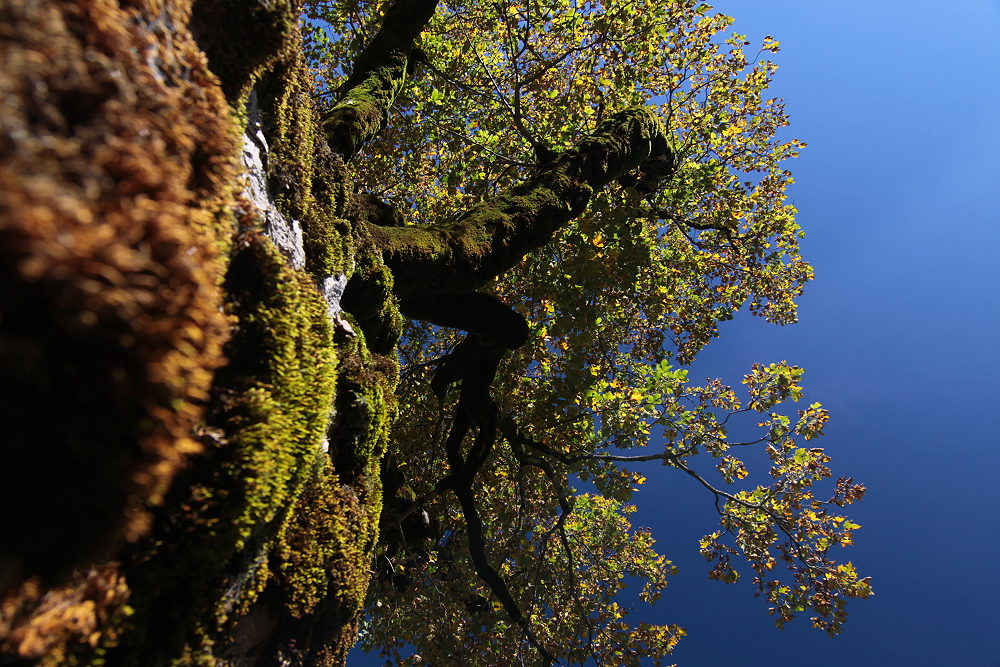 Mein Freund der Baum