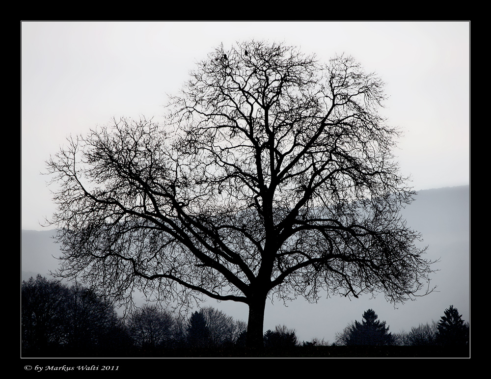 Mein Freund der Baum